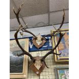 TWO STAGS ANTLERS MOUNTED ONTO SHEILD SHAPED PLAQUES