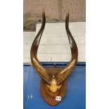 PAIR OF KUDU HORNS ON SHIELD PLAQUE