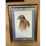 WATERCOLOUR ON PAPER BY STUART ARMFIELD THE TAWNEY EAGLE FRAMED AND GLAZED 29CM X 47CM