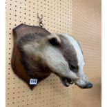 TAXIDERMIC HEAD OF A BADGER ON SHIELD PLAQUE BY E.