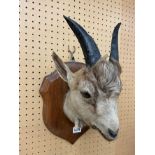 TAXIDERMIC HEAD OF A BILLY GOAT ON SHIELD SHAPE PLAQUE BY J.M.