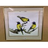 WATERCOLOUR ON PAPER BY STUART ARMFIELD BLACK HEADED ORIOLES FRAMED AND GLAZED 48CM X 40CM