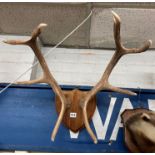 PAIR OF ANTLER HORNS MOUNTED ON A SHIELD PLAQUE