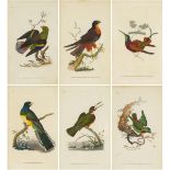 Edward Donovan (Irish, 1768-1837), SIX AVIAN PLATES, Each plate 7.9 x 4.7 in — 20 x 12 cm (6 Pieces)