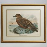 Ornithological Print, STERCORARIUS CATARRACTES, overall 24 x 28 in — 61 x 71.1 cm