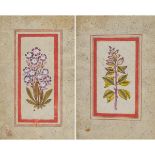Mughal School, A Double-Sided Botanical Study, 18th Century, 9.7 x 6.5 in — 24.6 x 16.6 cm