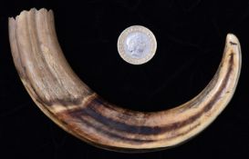 A 19th Century possibly Warthog or wild boar's tusk. Length approx 280mm. VGC, minor age wear. £50-