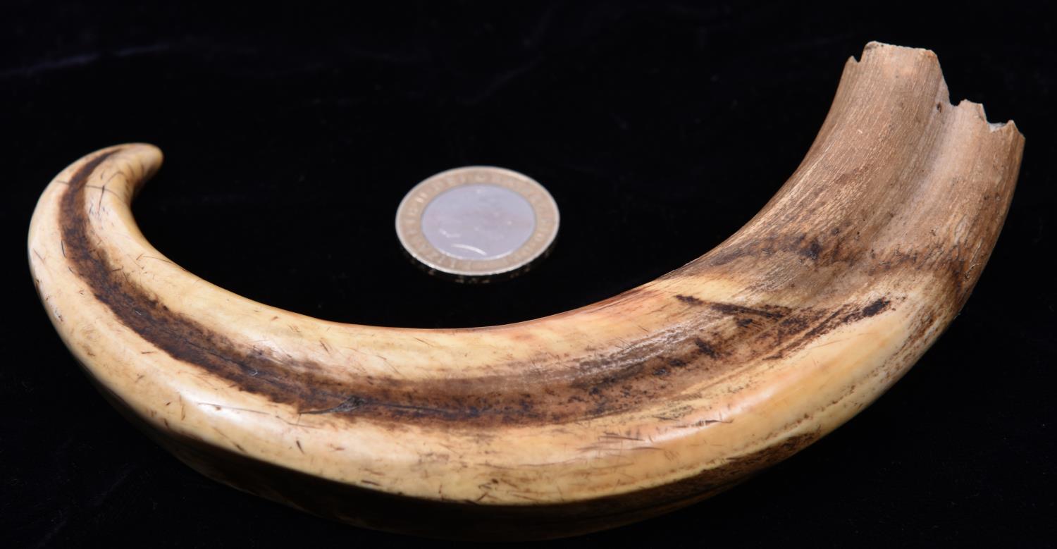 A 19th Century possibly Warthog or wild boar's tusk. Length approx 280mm. VGC, minor age wear. £50- - Image 2 of 2