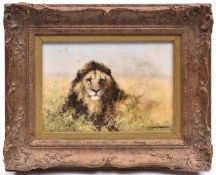 An original David Shepherd oil on canvas. Showing a lion at rest, facing forward in amongst scrub.