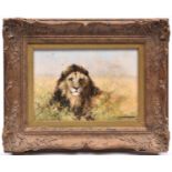 An original David Shepherd oil on canvas. Showing a lion at rest, facing forward in amongst scrub.