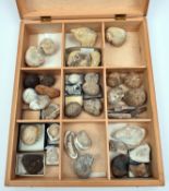 A wooden case of fossil specimens labelled as from the Cretaceous Period, the majority in chalk
