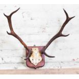A pair of five point stag horns with partial skull and mounted on oak shield, width 69cm.