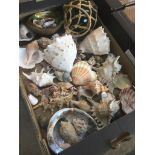 Box of shells Live bidding available via our website, if you require P&P please read important
