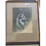 Ronald Pardoe, 'Brutus', watercolour portrait of a German shepherd, signed lower right, 25cm x 20cm,