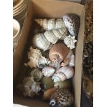 A box of shells Live bidding available via our website, if you require P&P please read important