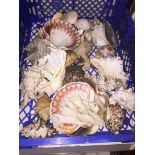 Tray of shells