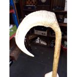 A rams horn headed vintage walking stick