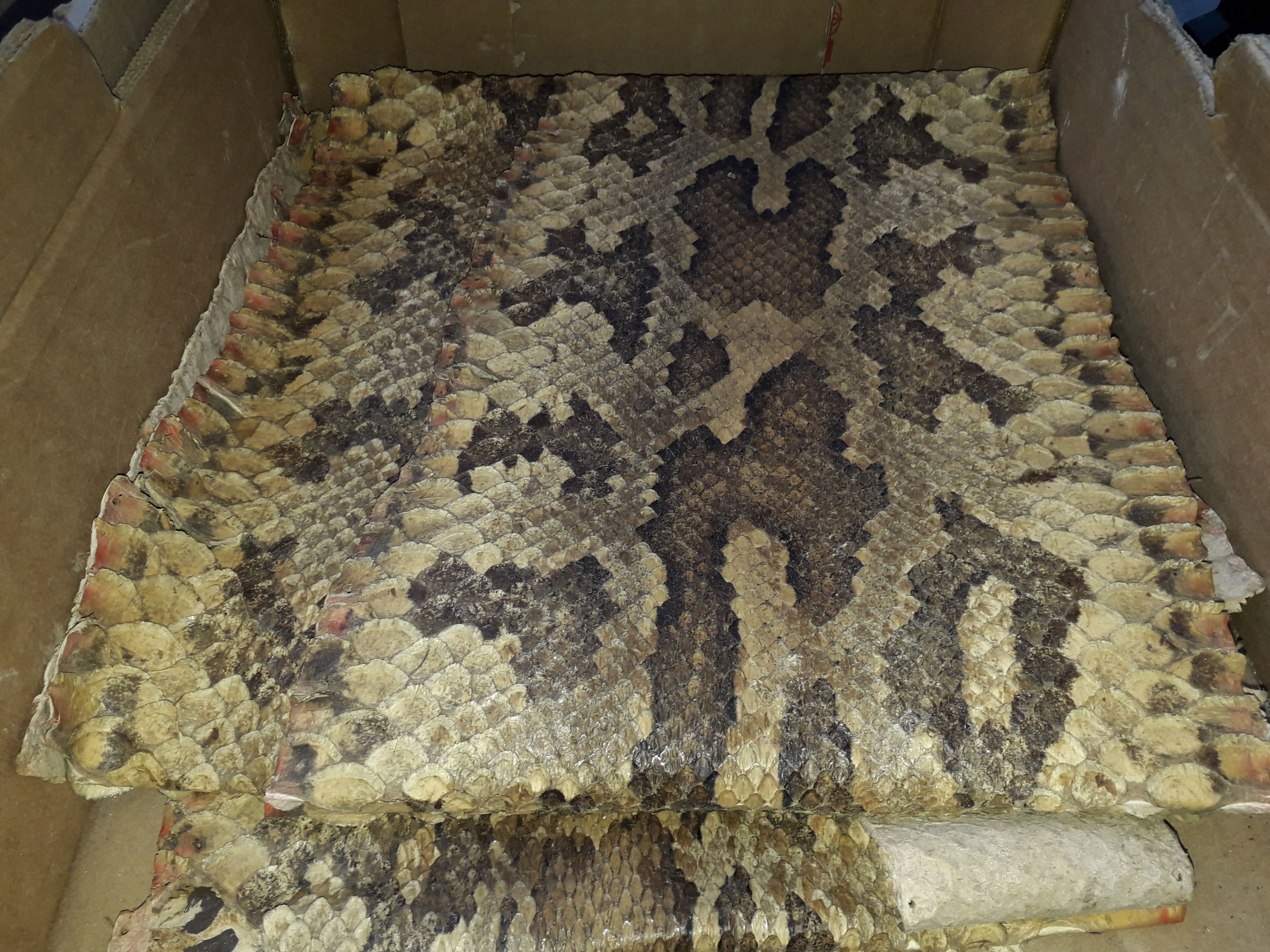 A python skin