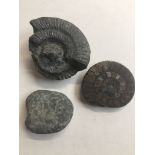 Three fossils