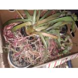 A box of house plants.