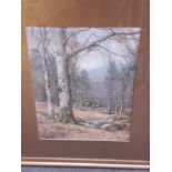 Ralph W Burdill, forest scene, watercolour, 34cm x 44cm, signed lower left, glazed and framed 61cm x