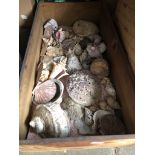 A box of sea shells etc