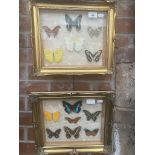 Two framed butterfly collections, modern gilt frames, names of butterflies to rear, 36.5cm x 31.5cm.