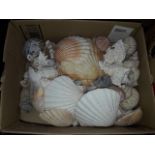 A box of shells