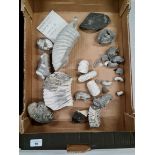 A collection of various rocks and fossils.