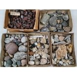 Five trays with a collection of various minerals, fossils and rocks.