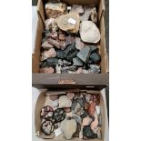 A collection of various minerals, rocks and fossils to include protocardia, dissimilis etc.