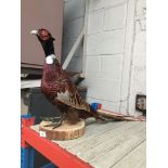 A stuffed cock pheasant on wooden plinth.