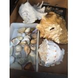 A box of shells.