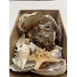 A box of shells