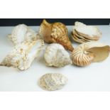 Collection of Eleven Seashells, largest 25cms long