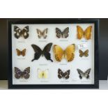 Set of Framed and Mounted Twelve Taxidermy Butterflies