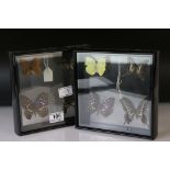 A pair of framed and double glazed displays of butterflies.