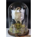 An antique Taxidermy Peregrine Falcon mounted in a glass dome with wooden base.
