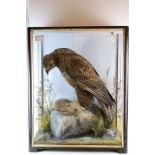 Cased Taxidermy of a buzzard perched on a rock holding rabbit, approx h 63cm x w 49cm