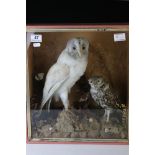 An early 20th century taxidermy Barn Owl and Little Owl mounted in a naturalistic setting with