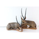 A pair of wooden carved sculptures in the form of Antelopes.