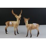 Beswick Stag, standing, model 981 and a Beswick Doe, model 999A