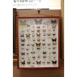 Taxidermy - Display Case containing approximately 70 Mounted Butterflies, all annotated, case