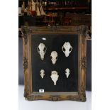 Taxidermy - Six Animal Skulls, mounted, framed and glazed within a gilt frame, 52cms x 62cms