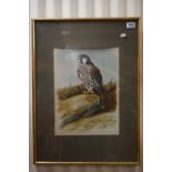 David Bouston ? 20th century framed and glazed watercolour of a young Peregrine Falcon 40 x 30 cm.