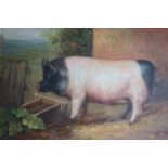 Framed oil painting study of a Hampshire breed pig in a farmyard