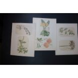 19th century Oriental School, a set of six signed Japanese botanical watercolours of flowers,