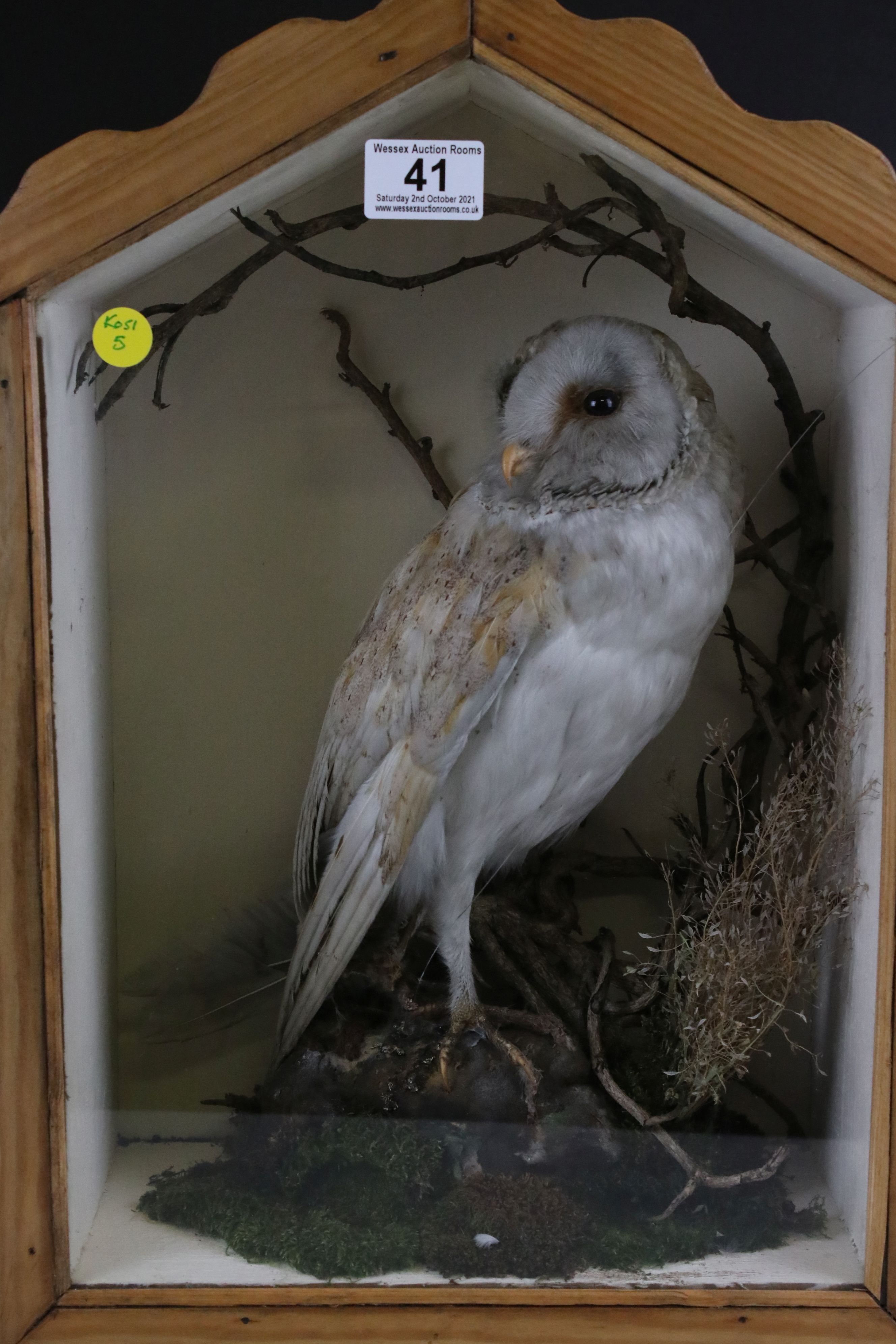 Vintage taxidermy barn owl in shaped pine case - Image 3 of 10