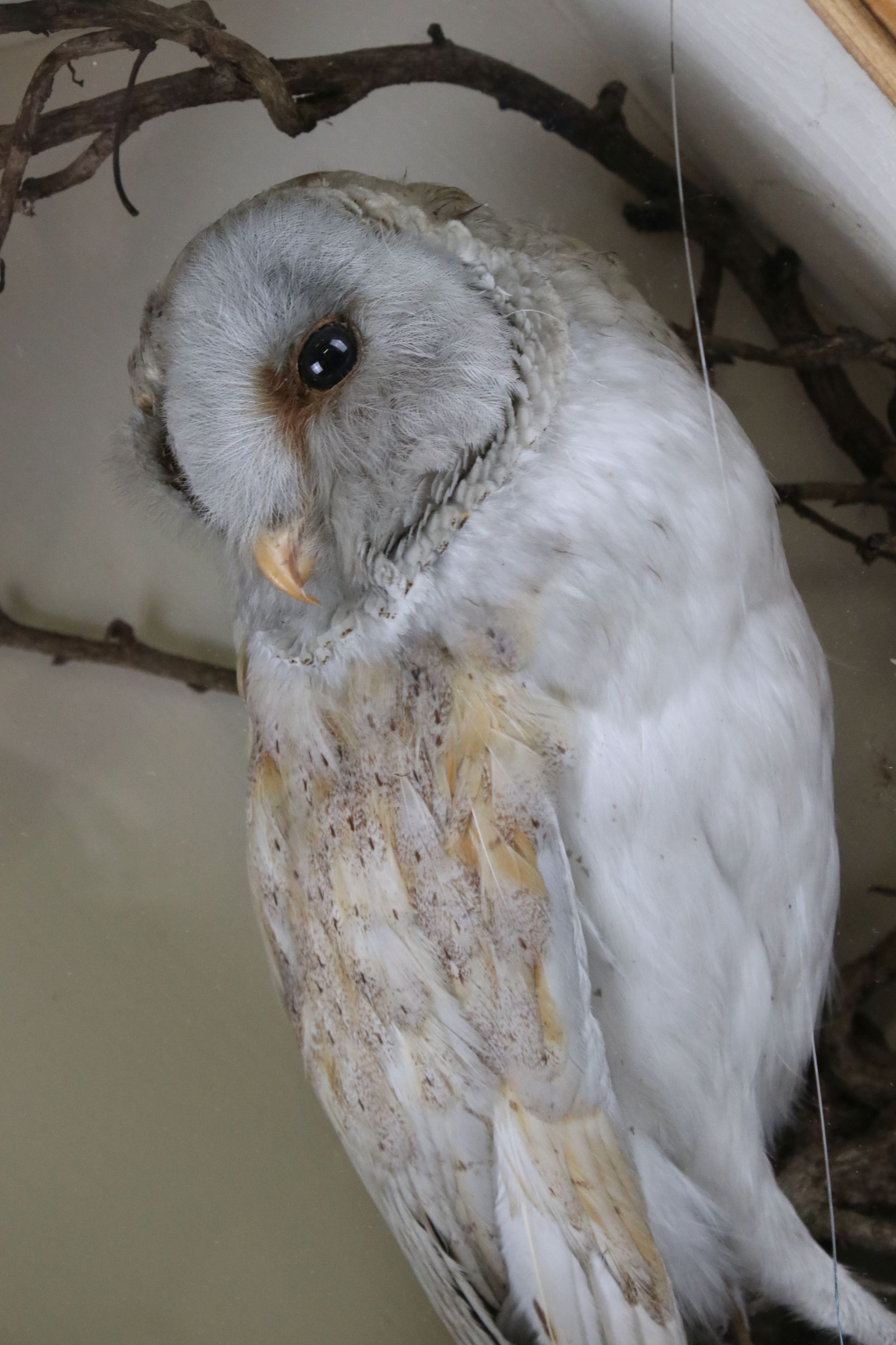 Vintage taxidermy barn owl in shaped pine case - Image 6 of 10