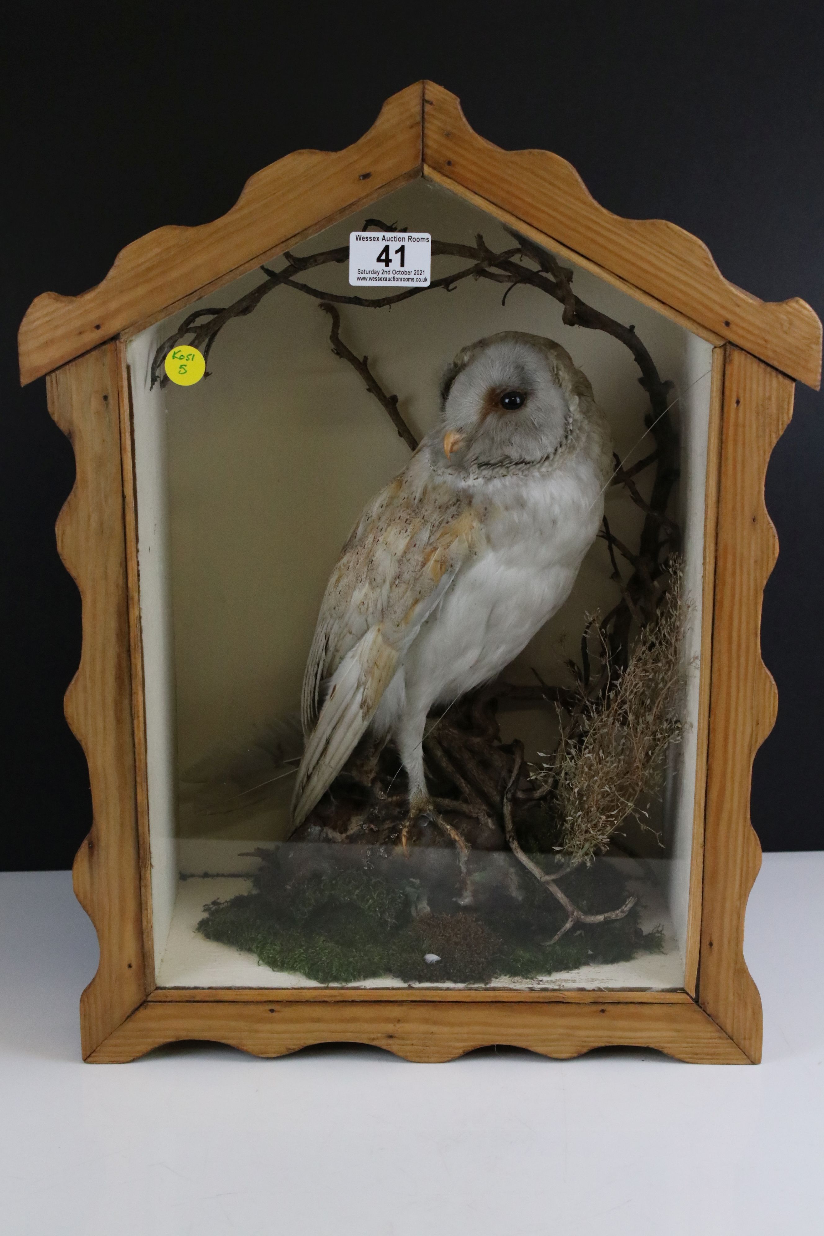 Vintage taxidermy barn owl in shaped pine case